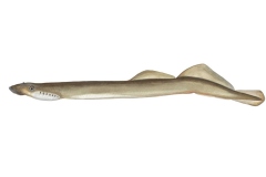 Flussneunauge-Lampetra-fluviatilis