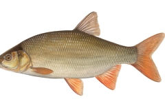 Aland-Leuciscus-idus