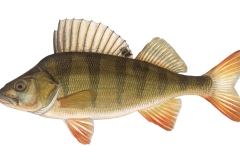 Flussbarsch-Perca-fluviatilis