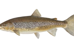 Meerforelle-Salmo-trutta-forma-trutta