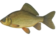 Karausche-Carassius-carassius