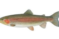Regenbogenforelle-Oncorhynchus-mykiss