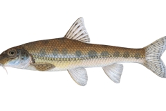 Gruendling-Gobio-gobio