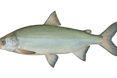 Schaalseemaraene-Coregonus-holsatus