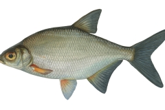 Guester-Blicca-bjoerkna