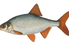 Rotauge-Rutilus-rutilus