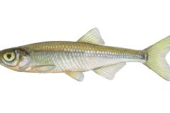 Moderlieschen-Leucaspius-delineatus