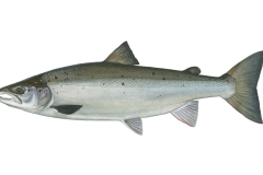 Atlantischer-Lachs-Salmo-salar