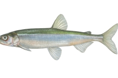 Europaeische-Stint-Osmerus-eperlanus