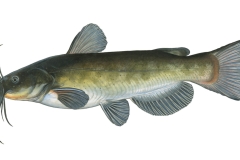 Schwarzer-Zwergwels-Ameiurus-melas