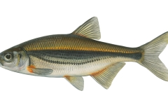 Schneider-Alburnoides-bipunctatus