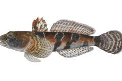 Marmorierte-Grundel-Proterorhinus-marmoratus