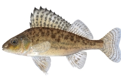 Kaulbarsch-Gymnocephalus-cernua