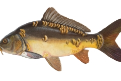 Spiegelkarpfen-Cyprinus-carpio