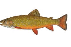 Bachsaibling-Salvelinus-fontinalis