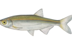 Ukelei-Alburnus-alburnus