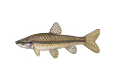 Blaubandbaerbling-Pseudorasbora-parva