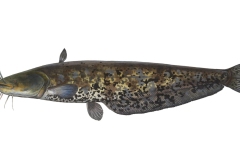 Europaeischer-Wels-Silurus-glanis