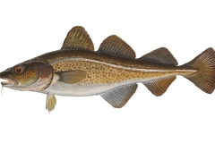 Dorsch-Gadus-morhua