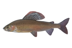 Europaeische-Aesche-Thymallus-thymallus