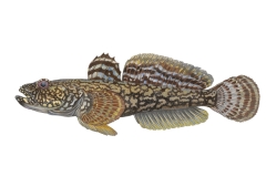 Kesslergrundel-Ponticola-kessleri