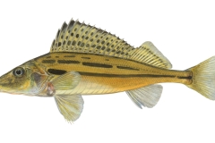 Schraetzer-Gymnocephalus-schraetser