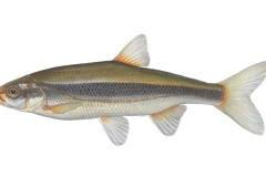 Stroemer-Telestes-souffia