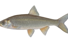 Hasel-Leuciscus-leuciscus