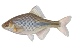 Bitterling-Rhodeus-amarus