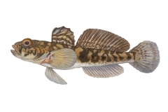 Nackhalsgrundel-Babka-gymnotrachelus