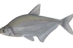 Zope-Ballerus-ballerus