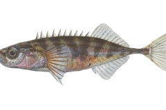 Neunstachliger-Stichling-Pungitius-pungitius