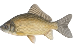 Giebel-Carassius-gibelio