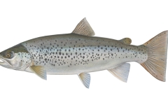 Seeforelle-Salmo-trutta