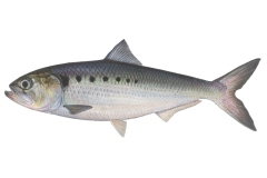 Finte-Alosa-fallax
