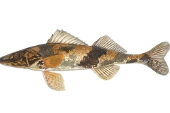 Zingel-Zingel-zingel