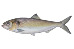 Maifisch-Alosa-alosa