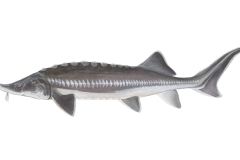 Europaeischer-Hausen-Huso-huso