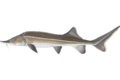 Sterlett-Acipenser-ruthenus