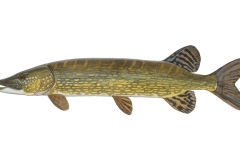 Hecht-Esox-lucius