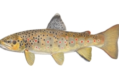 Bachforelle-Salmo-trutta-fario