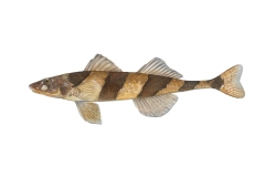 Streber-Zingel-streber